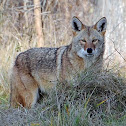 Coyote