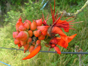 4-22 март 2008. Бкк-Конч-Тао-Самуи-Краби-ПиПи. Фото + Видео