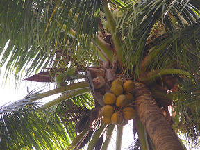 4-22 март 2008. Бкк-Конч-Тао-Самуи-Краби-ПиПи. Фото + Видео