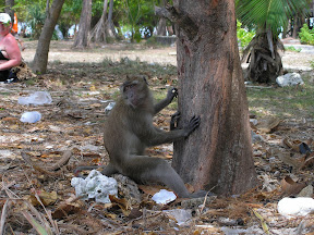 4-22 март 2008. Бкк-Конч-Тао-Самуи-Краби-ПиПи. Фото + Видео