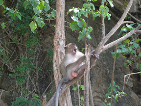 4-22 март 2008. Бкк-Конч-Тао-Самуи-Краби-ПиПи. Фото + Видео