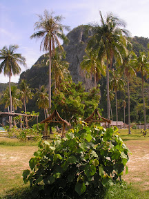 4-22 март 2008. Бкк-Конч-Тао-Самуи-Краби-ПиПи. Фото + Видео