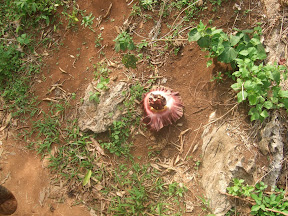 4-22 март 2008. Бкк-Конч-Тао-Самуи-Краби-ПиПи. Фото + Видео