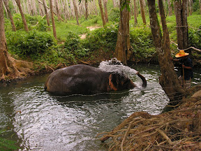 4-22 март 2008. Бкк-Конч-Тао-Самуи-Краби-ПиПи. Фото + Видео