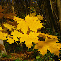 Norway maple