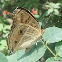 Peacock Pansy
