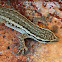 Cape Dwarf Gecko