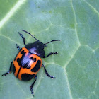 Milkweed Leaf Beetle