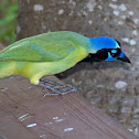 Green Jay