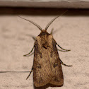 Noctuid Moth