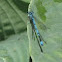Azure Damselfly