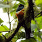 Orange Bellied Trogan