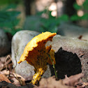 Chanterelle