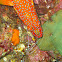 Coral grouper at a cleaning station