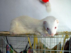Huron Albino Macho Ojos Rojos