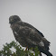 South African jackal buzzard (juvenile)