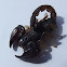 Rock scorpion