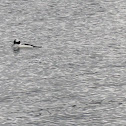 Bufflehead