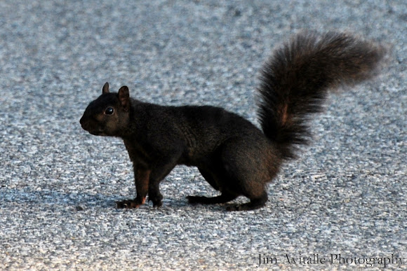 Spotting Image 1