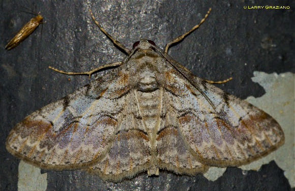 Spotting Image 1