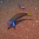 Moon wrasse