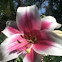 Lily