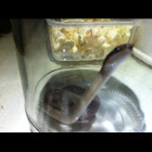 Herald Snake / Rooilipslang