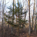 Eastern hemlock