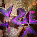 False purple shamrock