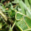 Katydid