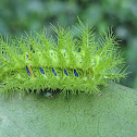 Family Limacodidae