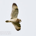 Short-eared Owl