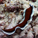 Romblon Flatworm