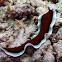 Romblon Flatworm