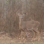 white tailed deer