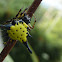 Hasselt's Spiny Spider
