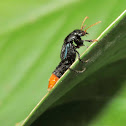 Rove beetle