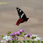 Swallowtail Butterfly