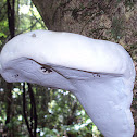 Fungus