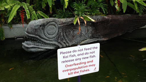 Do Not Feed The Koi