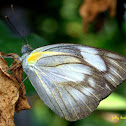 Striped Albatross