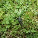 Kleine Eichenbock - capricorn beetle