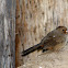 California towhee