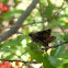 Hobomok Skipper