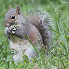 Eastern grey squirrel