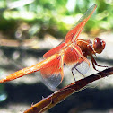 Flame Skimmer