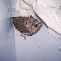 Western Screech Owl