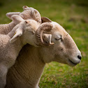 Sheep
