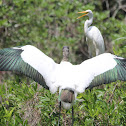 Wood Stork