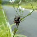 House Fly